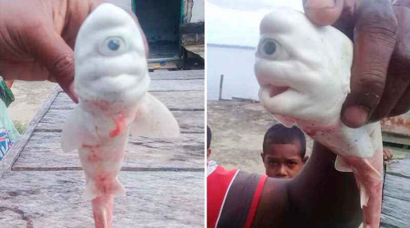 Descubren un extraño tiburón cíclope completamente blanco en Indonesia