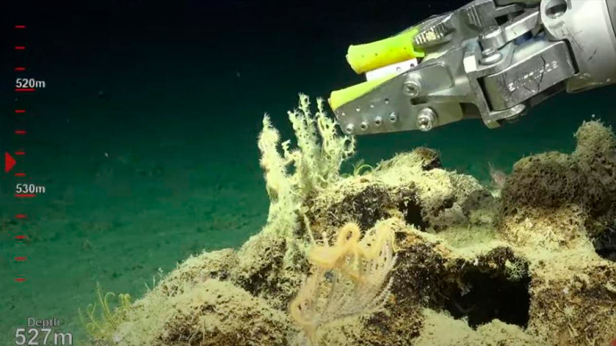 Científicos australianos descubren un arrecife de coral de 500 metros de altura
