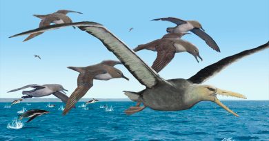 Aves gigantes surcaron los océanos australes hace 50 millones de años