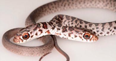 Conoce a ‘Dos’ la serpiente de dos cabezas que recién han descubierto en Florida