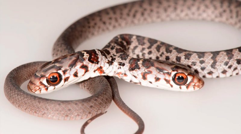 Conoce a ‘Dos’ la serpiente de dos cabezas que recién han descubierto en Florida