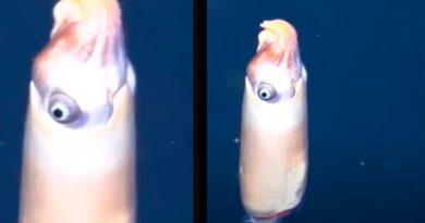Captan por primera vez a uno de los calamares más extraños del mundo