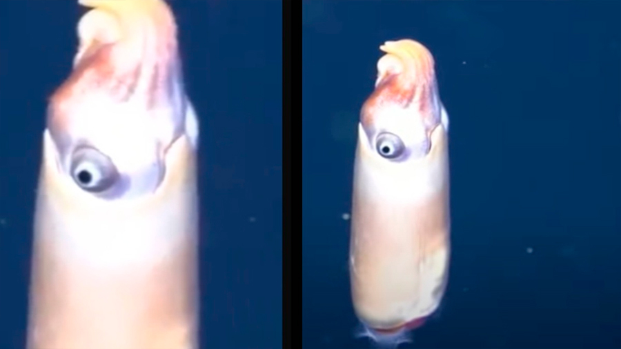 Captan por primera vez a uno de los calamares más extraños del mundo