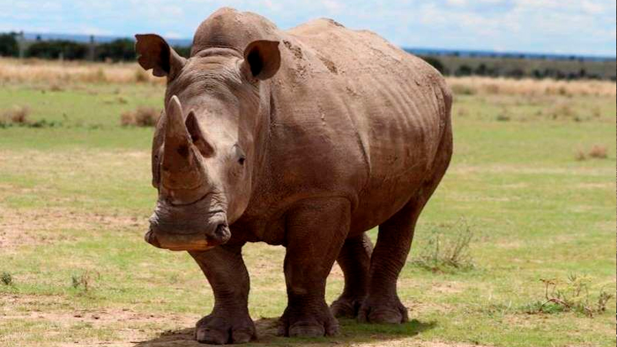 El rinoceronte blanco del norte es declarado funcionalmente extinto