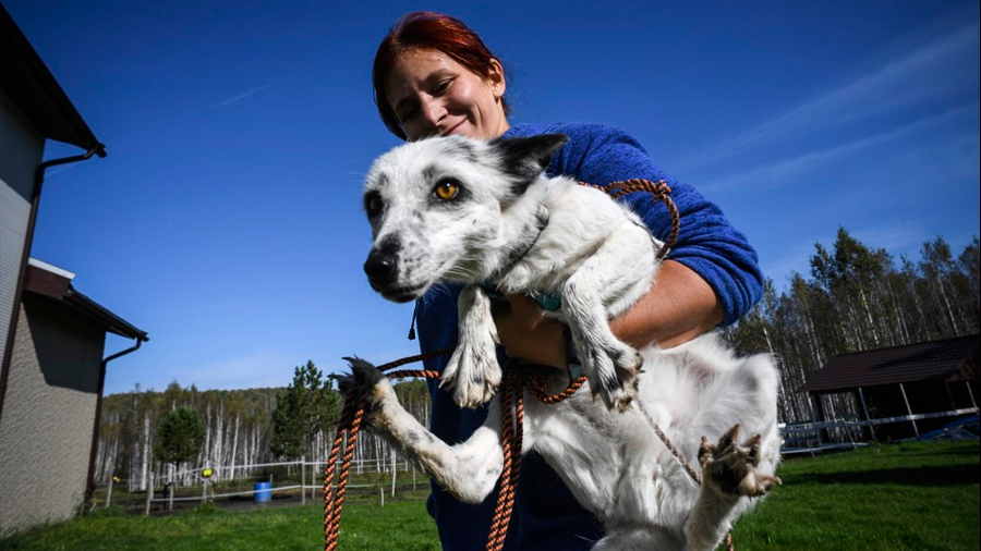 Científicos domestican zorros en Siberia para estudiar evolución humana: experimento lleva 61 años