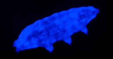 Nueva especie de tardígrado usa un "escudo" fluorescente para sobrevivir a la radiación ultravioleta letal