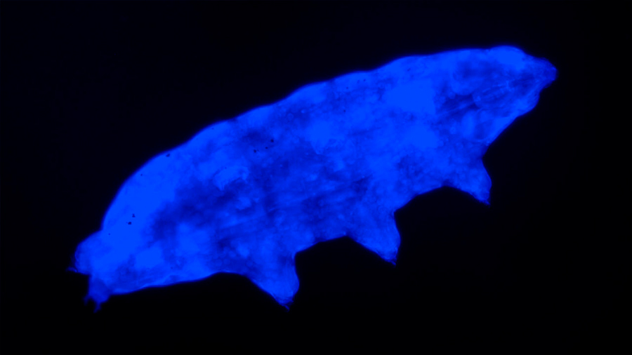 Nueva especie de tardígrado usa un "escudo" fluorescente para sobrevivir a la radiación ultravioleta letal