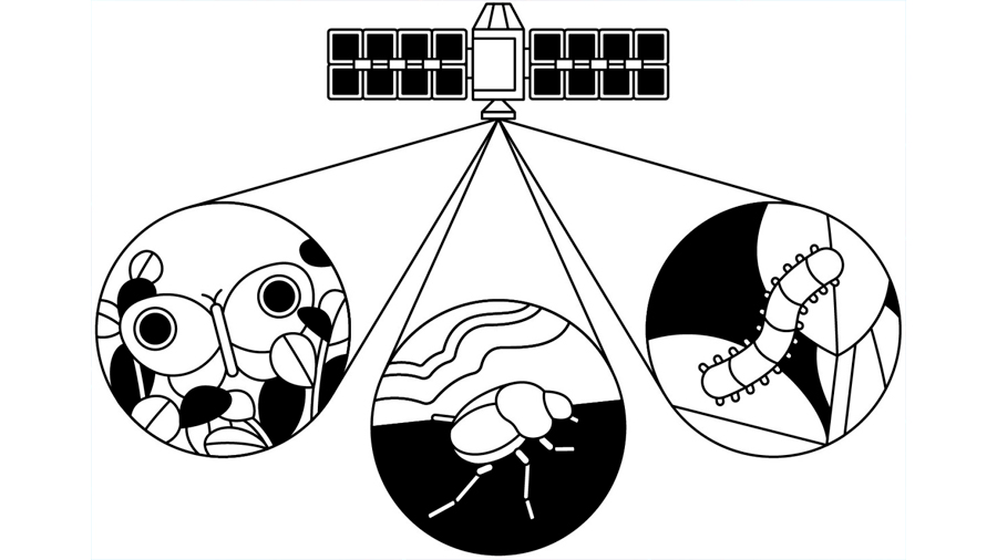 Monitorizar insectos desde el espacio para salvar el planeta
