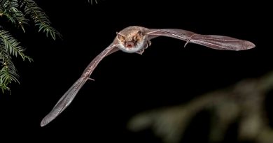 Los murciélagos son capaces de predecir el movimiento de sus presas