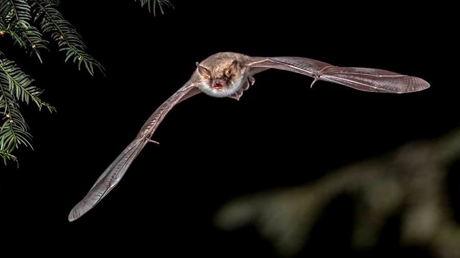 Los murciélagos son capaces de predecir el movimiento de sus presas