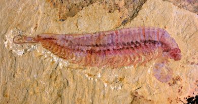 Un fósil con cinco ojos revela el origen evolutivo de los artrópodos