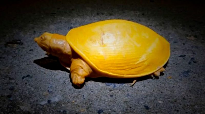 Encuentran una tortuga amarilla en la India