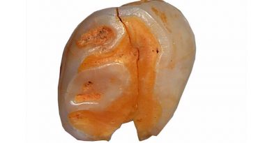 Encontraron tres dientes de bebés neandertales que vivieron hace 70.000 años