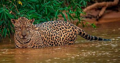 WWF lanza una estrategia continental para proteger al jaguar
