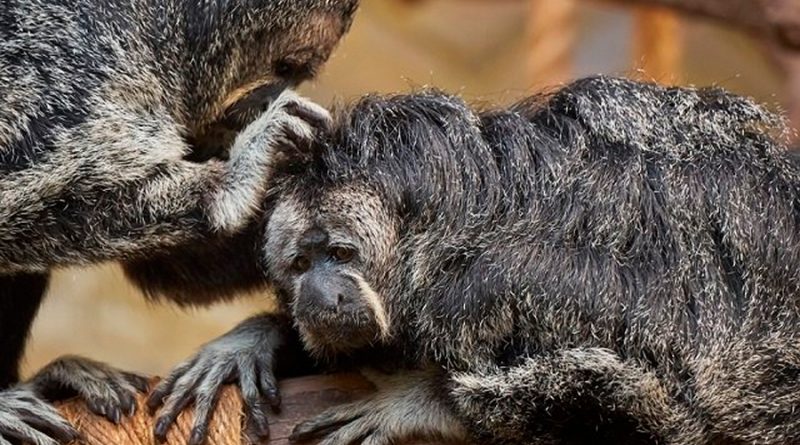 Monos de un zoológico de Finlandia prefieren los sonidos del tráfico que los de la jungla