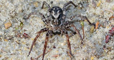 Una araña que se creía extinta en Inglaterra resultó estar viva y prosperando