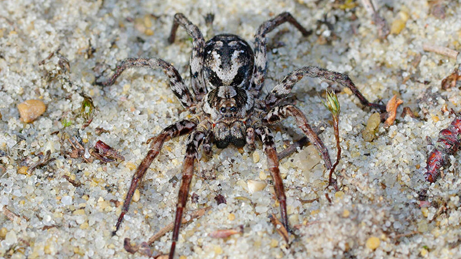 Una araña que se creía extinta en Inglaterra resultó estar viva y prosperando
