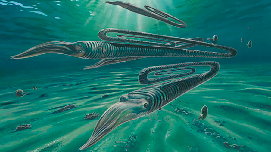 Diplomoceras máximum, el extraño animal con forma de clip que vivía hasta 200 años