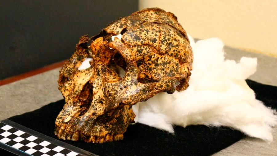 Descubren el cráneo de dos millones de años de un "primo" ancestral de los humanos