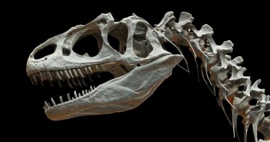 ¿Cómo era el cerebro de los dinosaurios? Científicos logran reconstruir un modelo