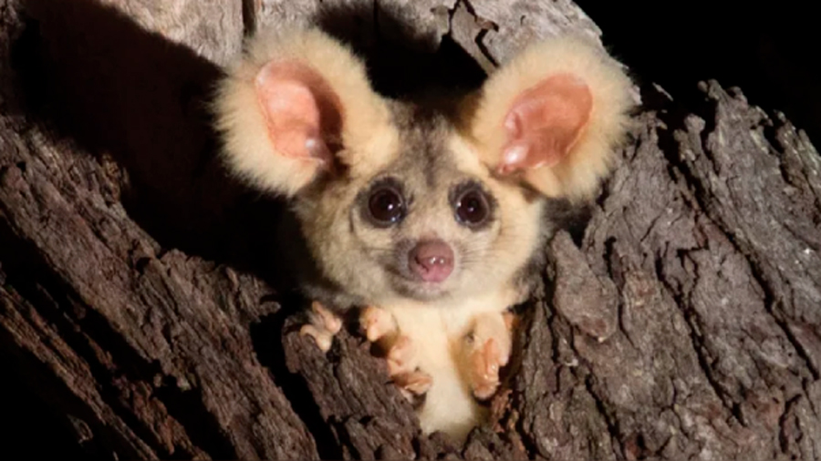 Científicos encuentran dos nuevos mamíferos en Australia