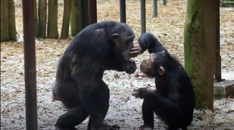 Polémica tras la muerte a tiros de dos chimpancés que escaparon de un zoo de Holanda