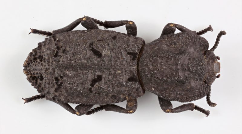 A este escarabajo le puede pasar un auto por encima y no morirá: los científicos explican por qué