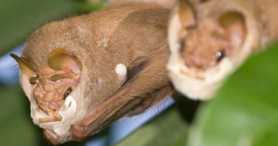 Científicos capturan por primera vez el ritual de apareamiento de los murciélagos de cara arrugada