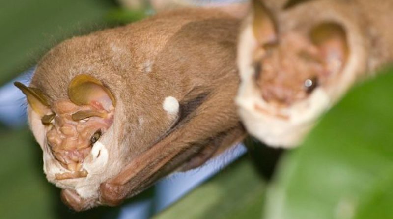 Científicos capturan por primera vez el ritual de apareamiento de los murciélagos de cara arrugada