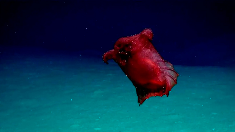 12 criaturas marinas tan fascinantes que parecen falsas