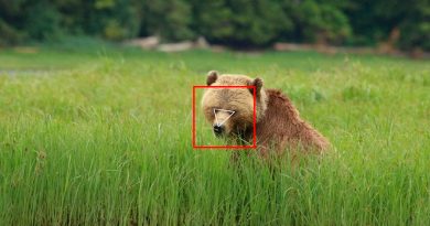Al igual que con las personas, la IA puede hacer reconocimiento facial de osos