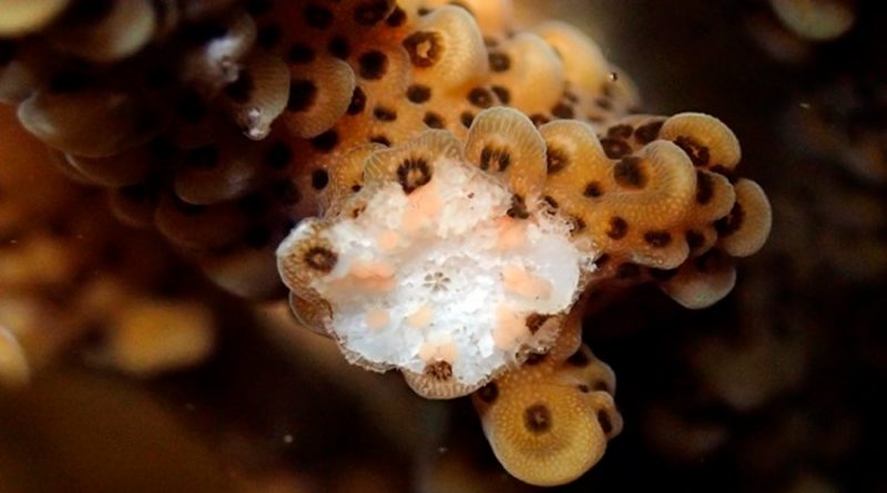 La contaminación lumínica perturba el ciclo reproductivo de los corales
