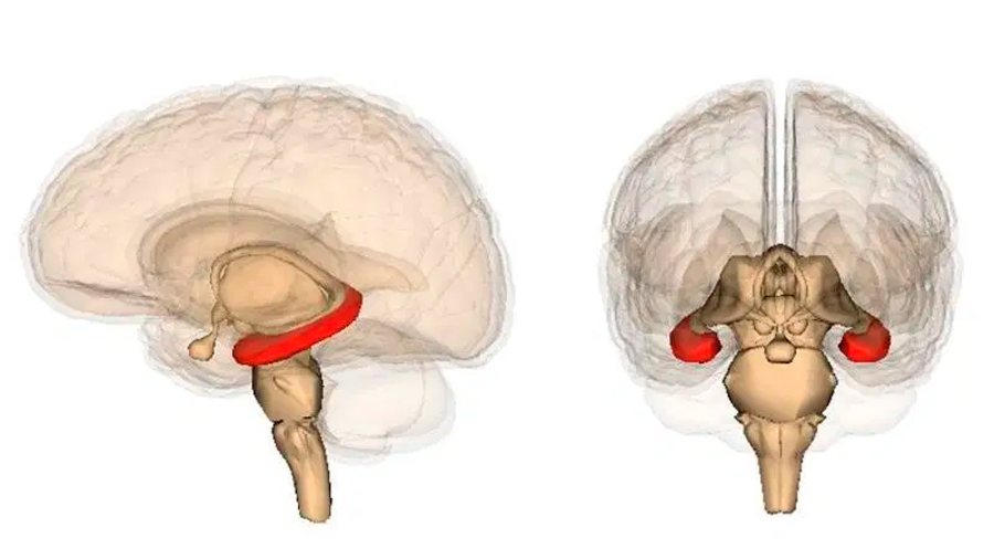 Un estudio nanoscópico descifra cómo se organizan las conexiones neuronales