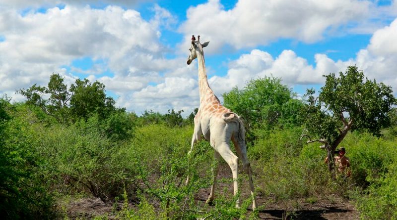 La última jirafa blanca del mundo estará vigilada por GPS para protegerla de cazadores