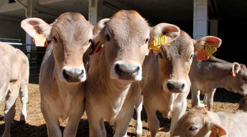 Súper-terneros: científicos están usando la edición genética para crear vacas resistentes al cambio climático