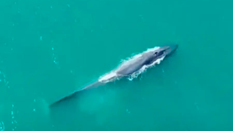 La ballena azul regresa a Georgia del Sur después de su casi extinción