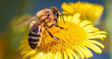 Crean el primer mapa mundial de las abejas