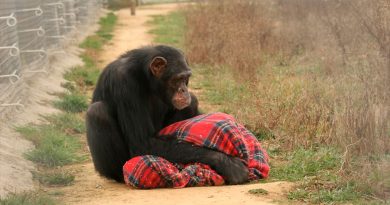 Los chimpancés usados como mascotas y en espectáculos padecen graves trastornos mentales