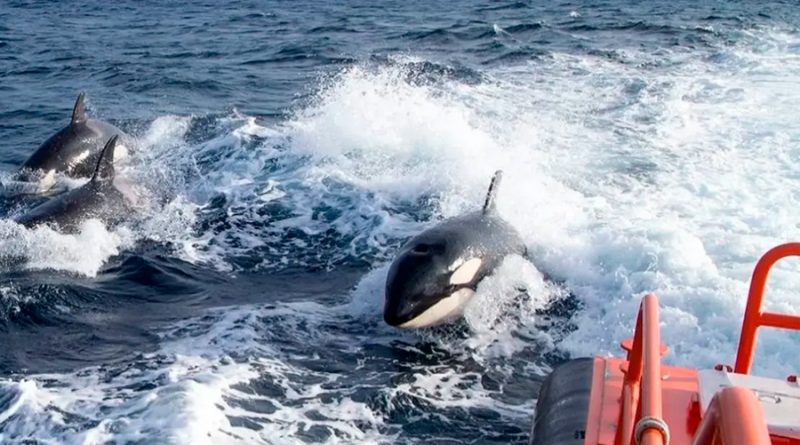 Extrañas embestidas de orcas a barcos en el Atlántico que los científicos no logran explicar