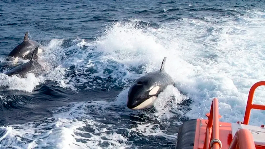 Extrañas embestidas de orcas a barcos en el Atlántico que los científicos no logran explicar