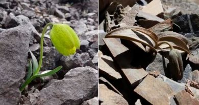 Una planta evoluciona para hacerse menos visible a los humanos