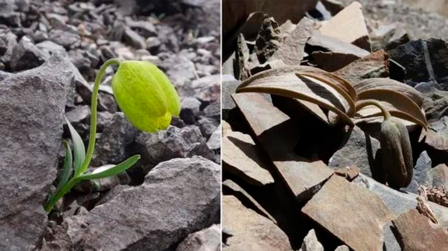 Una planta evoluciona para hacerse menos visible a los humanos