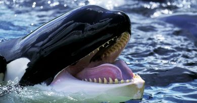Ballenas asesinas destripan tiburones blancos para comerse sus hígados