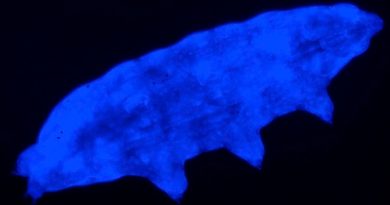 Una nueva especie de tardígrado resiste la radiación ultravioleta
