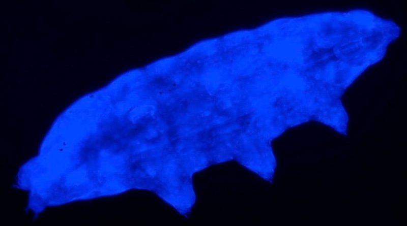 Una nueva especie de tardígrado resiste la radiación ultravioleta