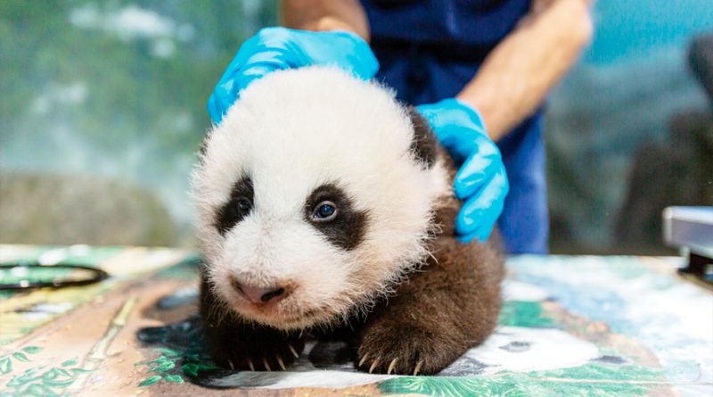 El bebé panda del zoo de Washington ya tiene nombre: "Pequeño milagro"