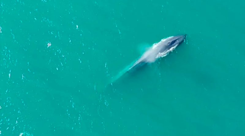 El inesperado regreso de las ballenas azules a las islas del Atlántico Sur que sorprende a los científicos