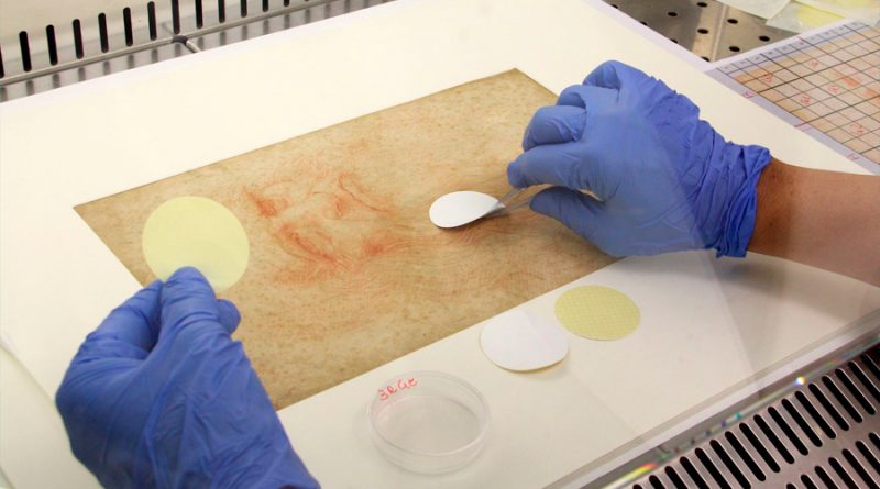 Hongos, bacterias y ADN humano en los dibujos de Leonardo Da Vinci