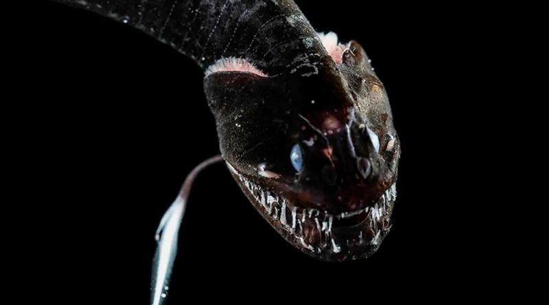Estas 16 especies de peces 'ultra-negros' se descubrieron este año y absorben el 99,9% de la luz