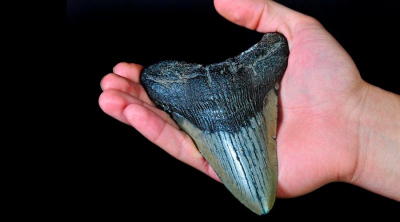Mujer en EU encuentra un diente de megalodón, el tiburón más grande que ha vivido jamás